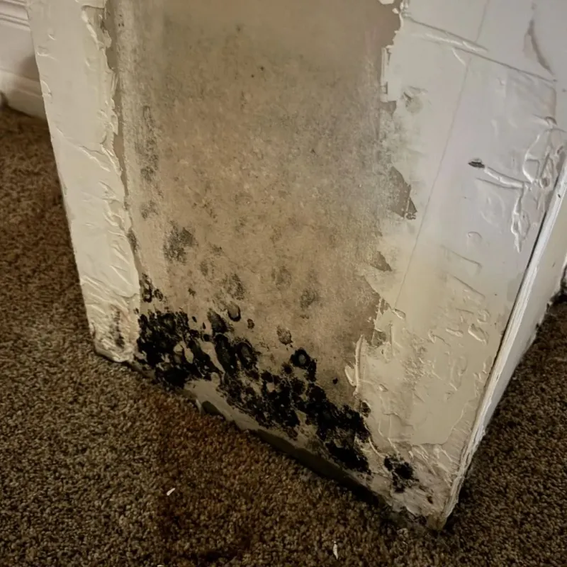 Professional Mold Removal in Blue Mound, IL